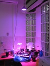 Množárna pod LED lampou s multispektrem a UV (2013-02-22)