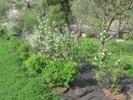Nejstarší muchovníky v plném květu (2013-05-01)