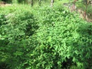 Zimolezová džungle - důsledek výsadby ve sponu 1x1m (2013-05-20)
