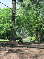 Muchovník - běžný keř v městkých parcích v Restonu, Virginia