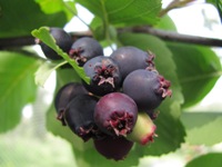 Zrající plody semenáče muchovníku Martin (2013-07-02)