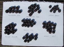 Srovnání velikostí plodů jednotlivých muchovníků (2013-07-02)