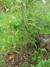 Nové výhony bambusu po několika deštích (2014-05-15)