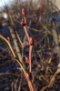 Květní pupeny kanadské borůvky (2017-03-03)