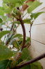 Roub kiwi do zeleného výhonu (2018-06-07)