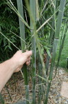 Výroba bambusových tyček k rajčatům (2019-06-20)