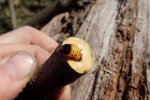 Mladá jabloň zničená larvou drvopleně (2020-04-02)