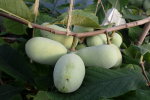 Plody asiminy raději vyvazuji proti vylomení výhonu (2020-09-18)