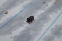 Nový škůdce - dřevokazný brouk ze skupiny Ambrosia beetle