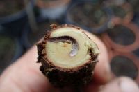 Chodbička dřevokazného škůdce v kmínku jujuby zamořená houbou Ambrosia