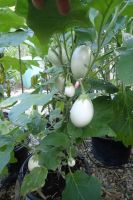 Lilek, odrůda White Egg