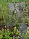 Kanadská borůvka Brigitta začátkem května (20150505) Kanadská borůvka Brigitta začátkem května (20150505)