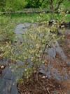 Kanadská borůvka Hardy Blue začátkem května (20150505) Kanadská borůvka Hardy Blue začátkem května (20150505)