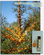 Detail plodícího keře a velikosti plodu odrůdy Altayskaya