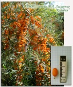 Detail plodícího keře a velikosti plodu odrůdy Klavdia