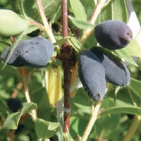 zimolez kamčatský - odrůda Antoška