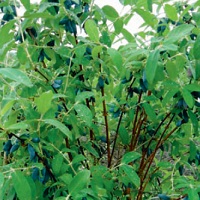 zimolez kamčatský - odrůda Knjaginja